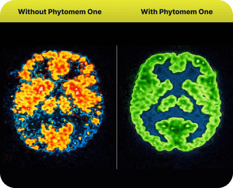 Phytomem One-creator